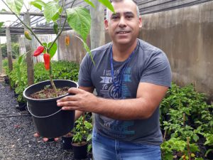 “Pimentas Nucleares” estão sendo cultivadas no UNIARAXÁ